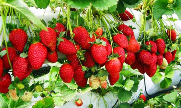 Как повысить урожайность клубники